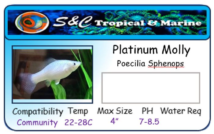 Platinum Molly (Poecilia Sphenops) – S&C Koi